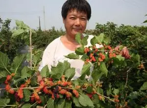 佳益桑椹