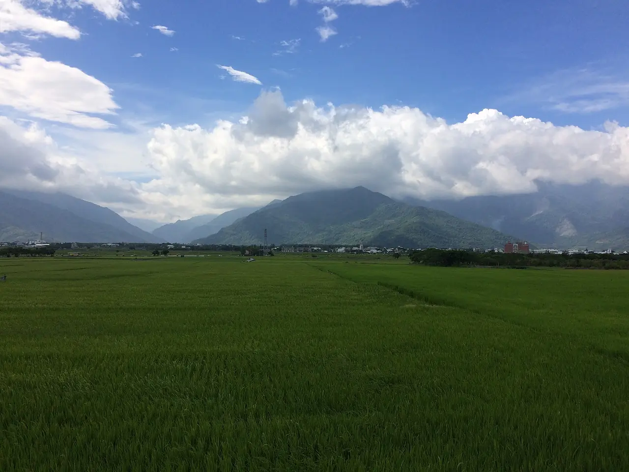 池上一望無際的綠色稻田與山