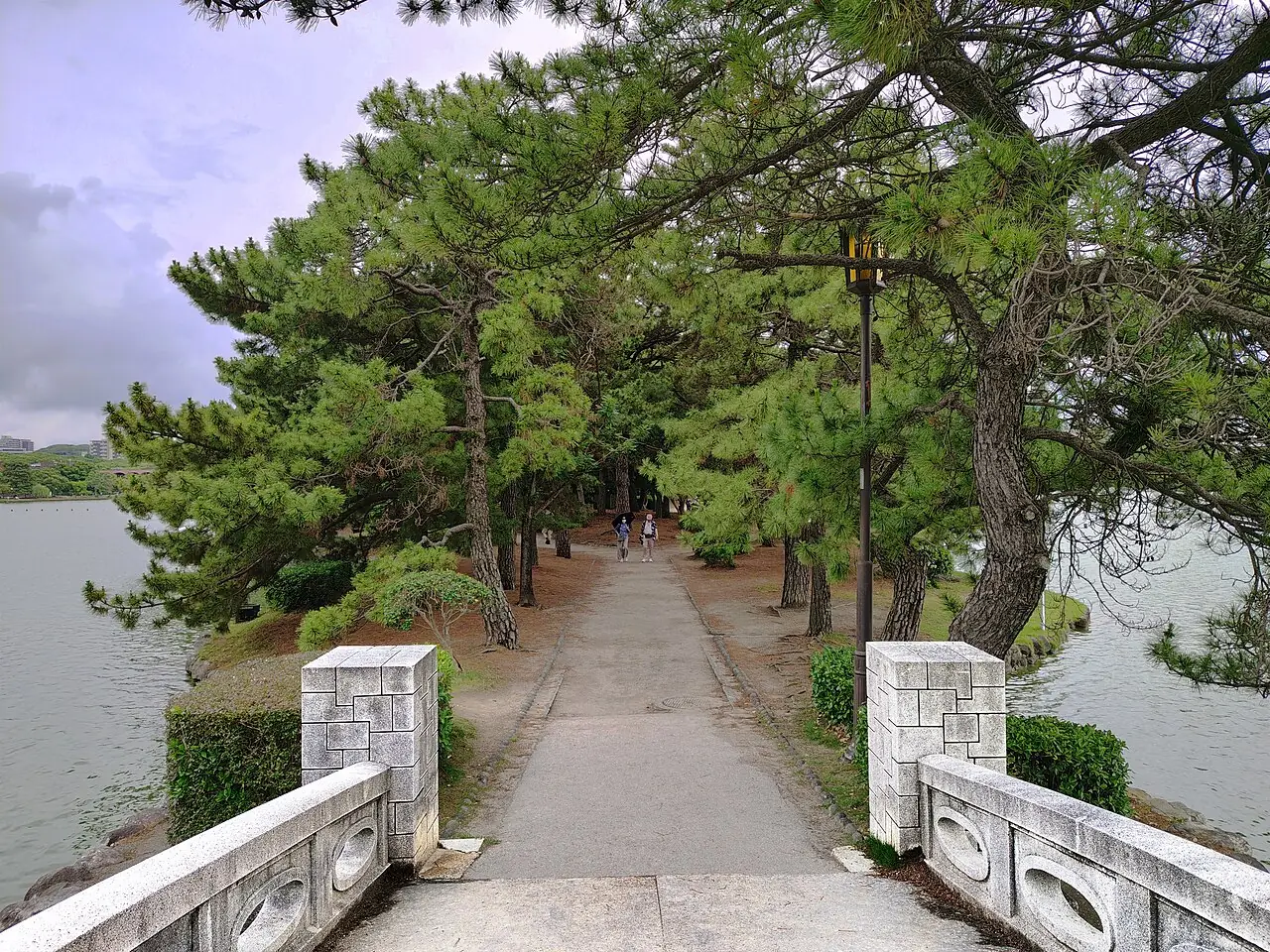 大濠公園湖中小島上的松樹步道與石橋