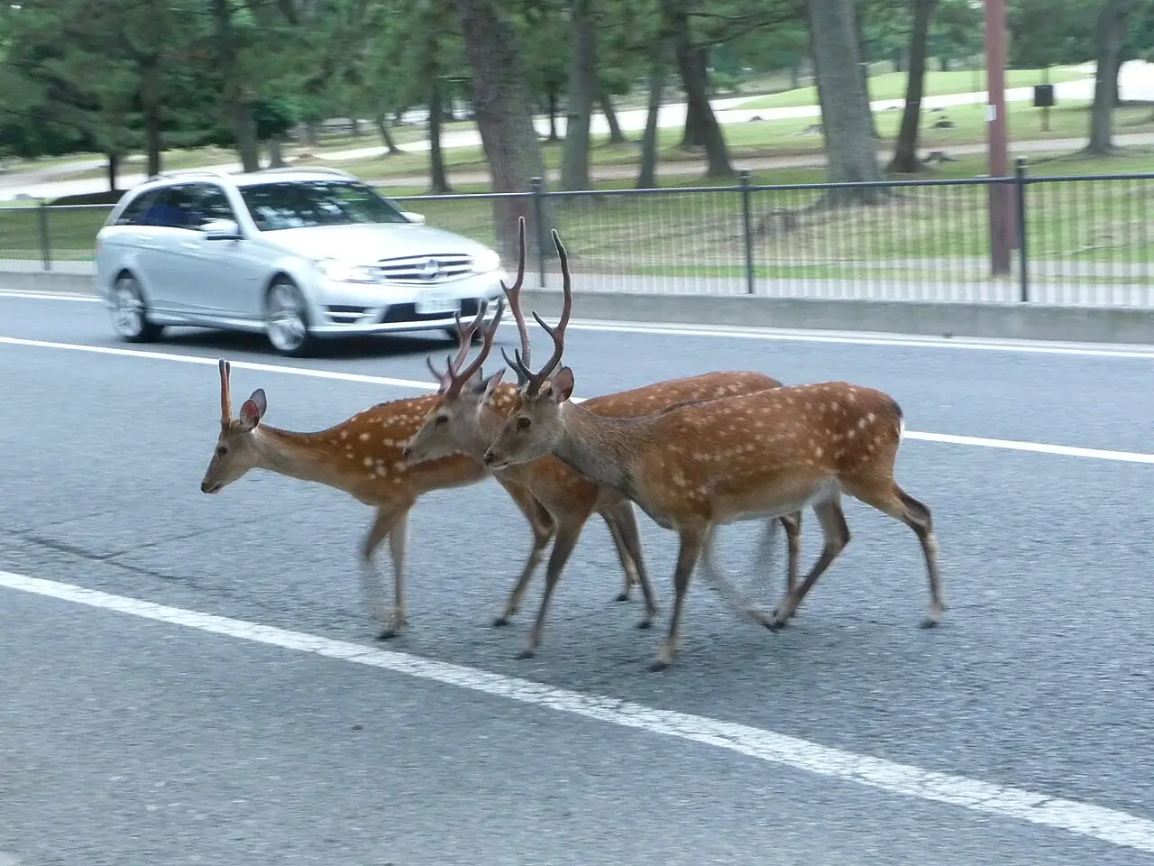奈良公園旁馬路上悠閒走過的鹿