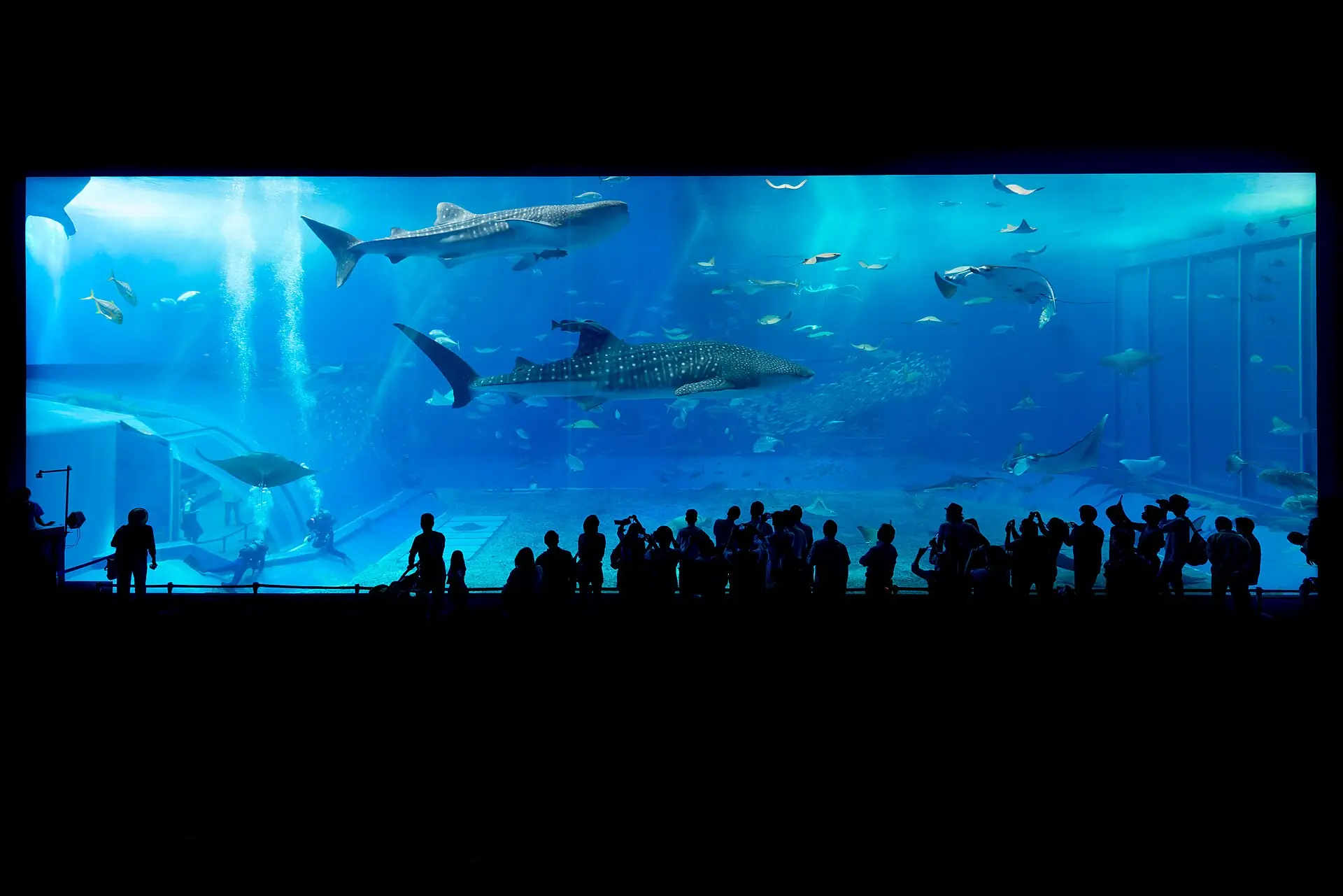 美麗海水族館黑潮之海大水槽前，鯨鯊游過觀眾的剪影